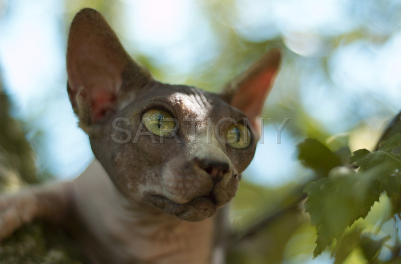 SPHYNX_059.jpg