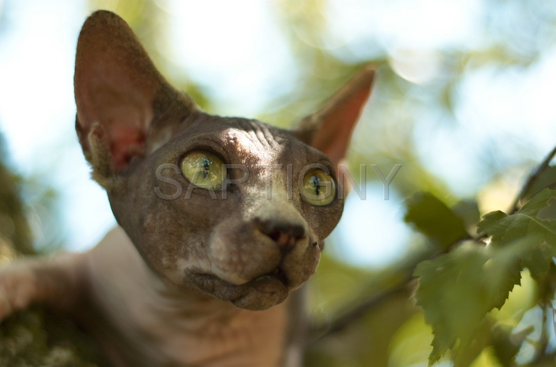 SPHYNX_060.jpg