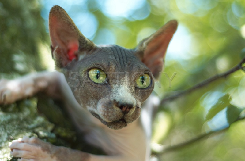 SPHYNX_061.jpg