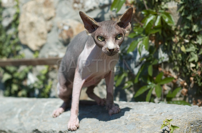SPHYNX_063.jpg