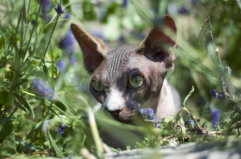 SPHYNX_067.jpg