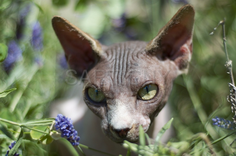 SPHYNX_070.jpg