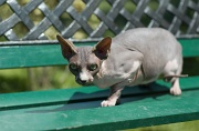 SPHYNX_002