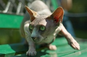 SPHYNX_005