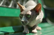 SPHYNX_006