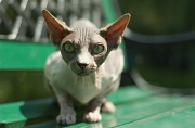 SPHYNX_008