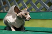 SPHYNX_009