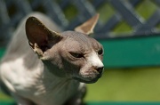 SPHYNX_010