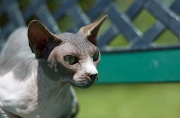 SPHYNX_011