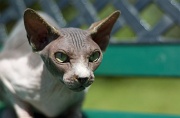 SPHYNX_012