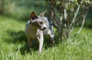 SPHYNX_017