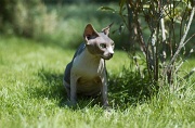 SPHYNX_022