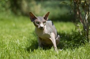 SPHYNX_023