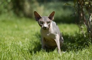 SPHYNX_027