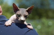 SPHYNX_029