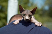 SPHYNX_032