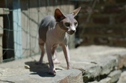 SPHYNX_033