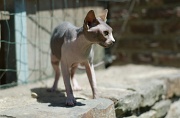 SPHYNX_034