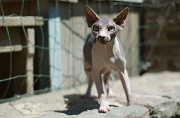 SPHYNX_035