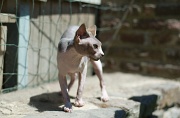 SPHYNX_036