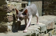 SPHYNX_039