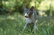 SPHYNX_045