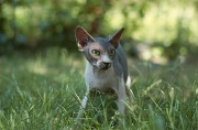 SPHYNX_046