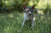 SPHYNX_048