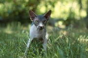 SPHYNX_049