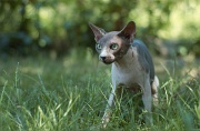 SPHYNX_051