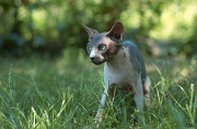 SPHYNX_052