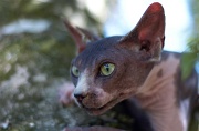 SPHYNX_058