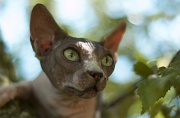 SPHYNX_059