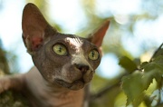 SPHYNX_060