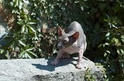 SPHYNX_062