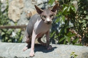 SPHYNX_063