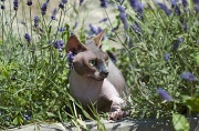 SPHYNX_065