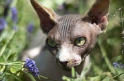 SPHYNX_068