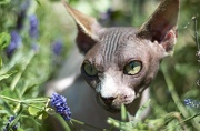 SPHYNX_069