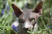 SPHYNX_070