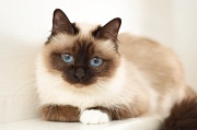 BIRMAN